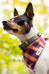 BillyWolf Autumn Bandana for Dogs and Human