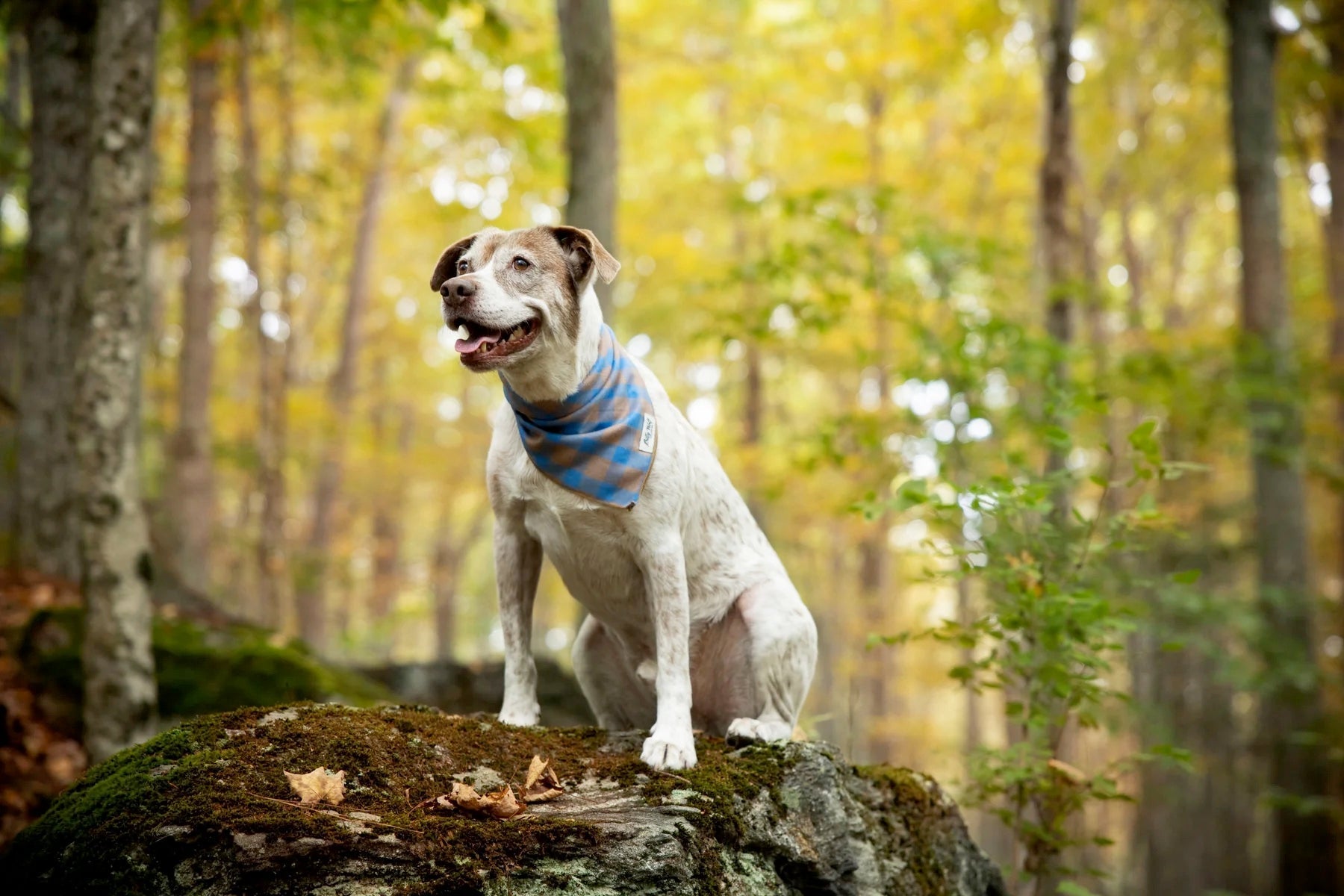 BillyWolf Vance Bandana for Dogs and Human