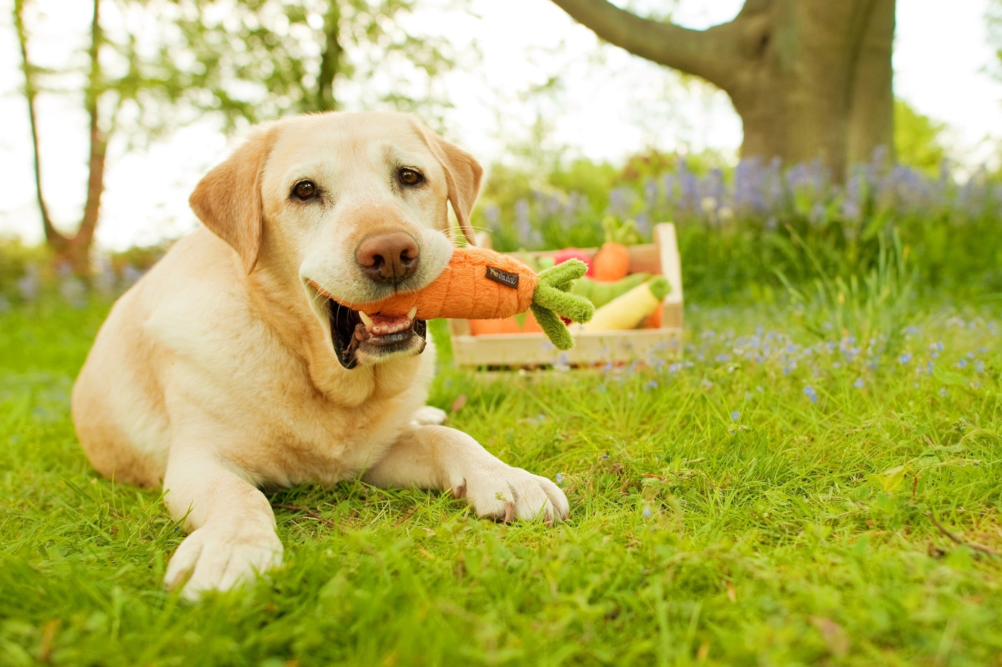 Garden Fresh, Squeaky Plush Dog Toy