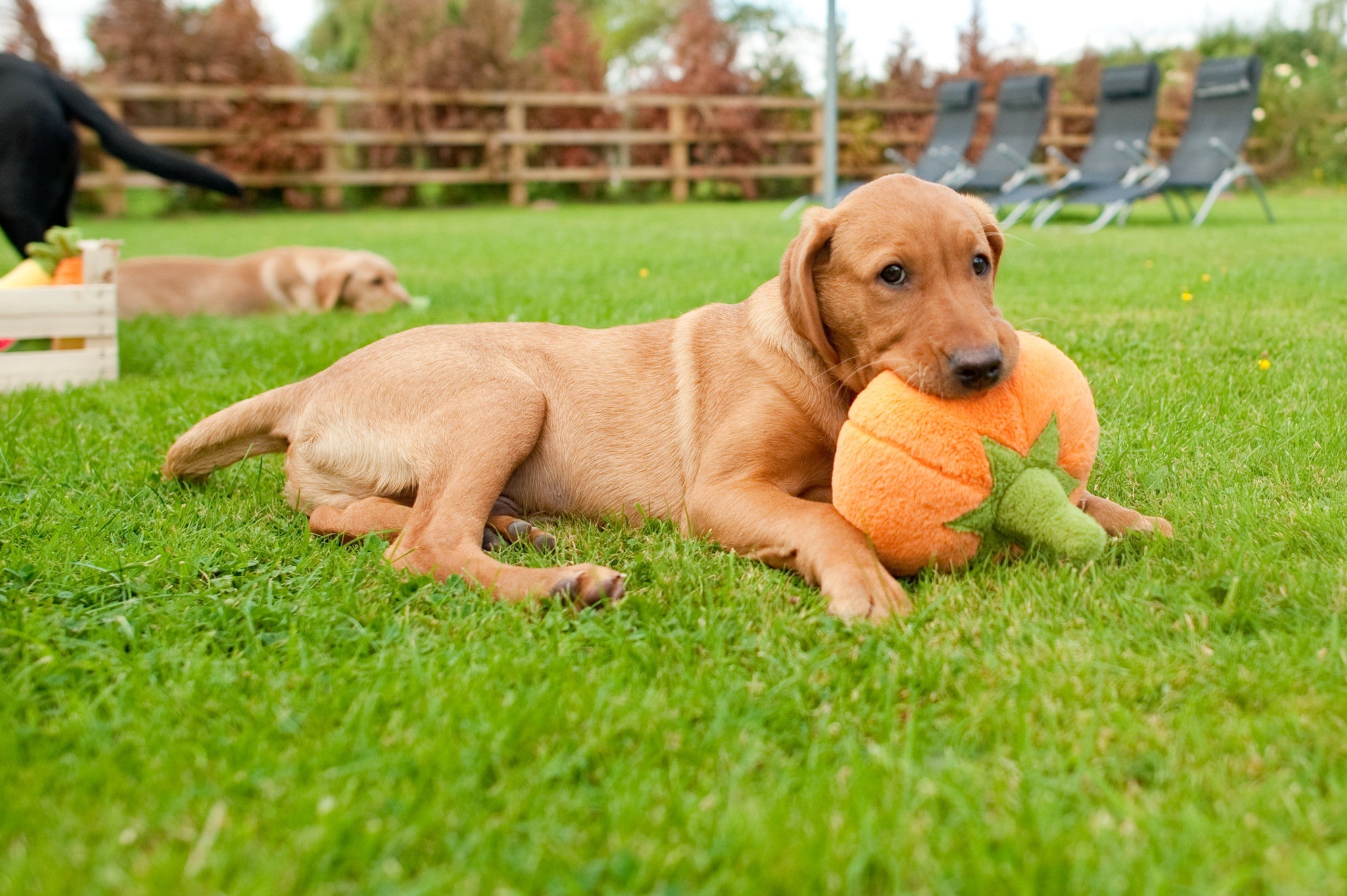 Garden Fresh, Squeaky Plush Dog Toy