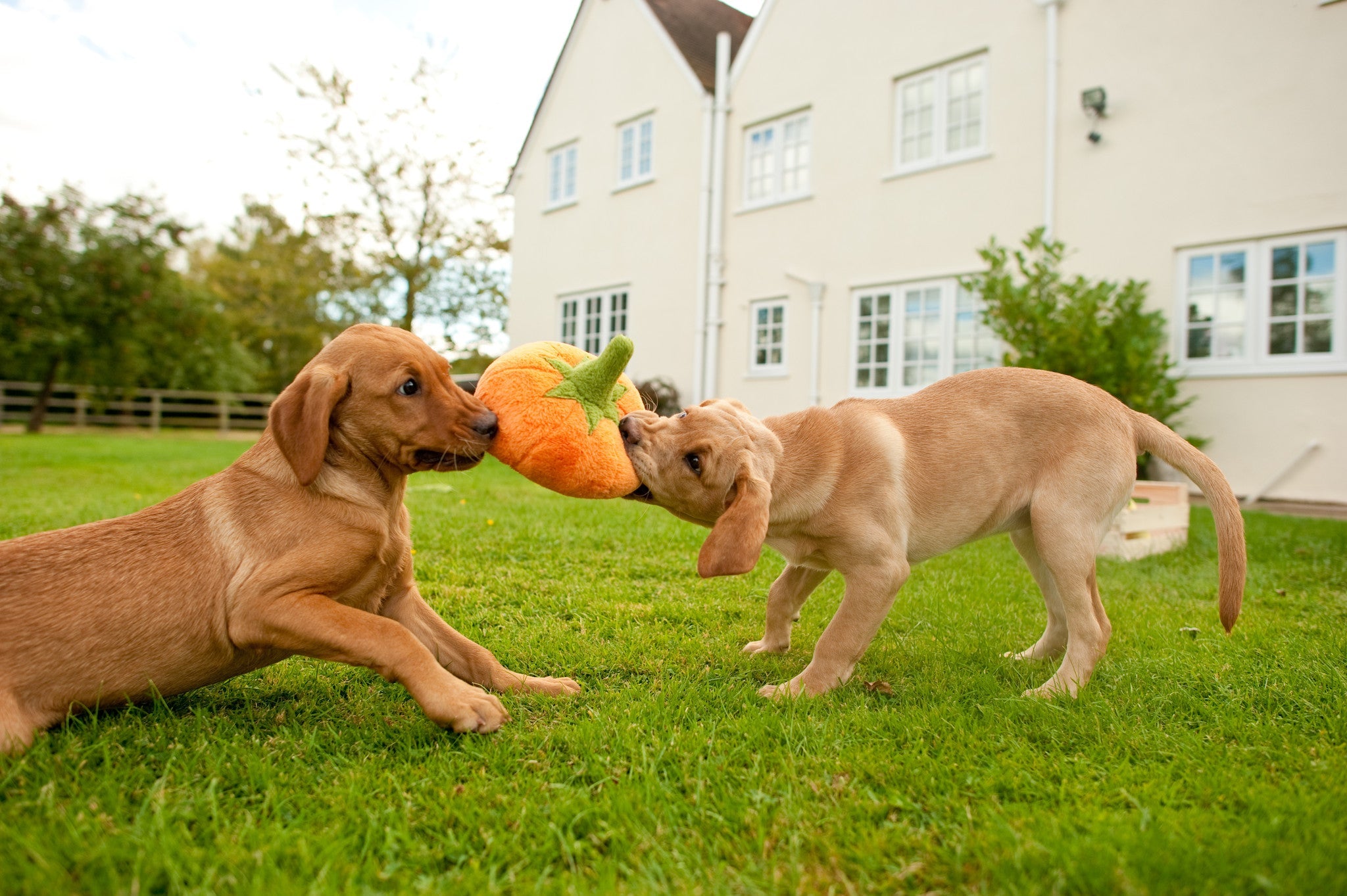 Garden Fresh, Squeaky Plush Dog Toy