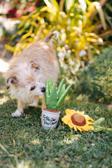 P.L.A.Y. Blooming Buddies Squeaky Plush Dog toys, Sassy Sunflower