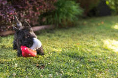 P.L.A.Y. Blooming Buddies Squeaky Plush Dog toys, Mutt's Mushroom