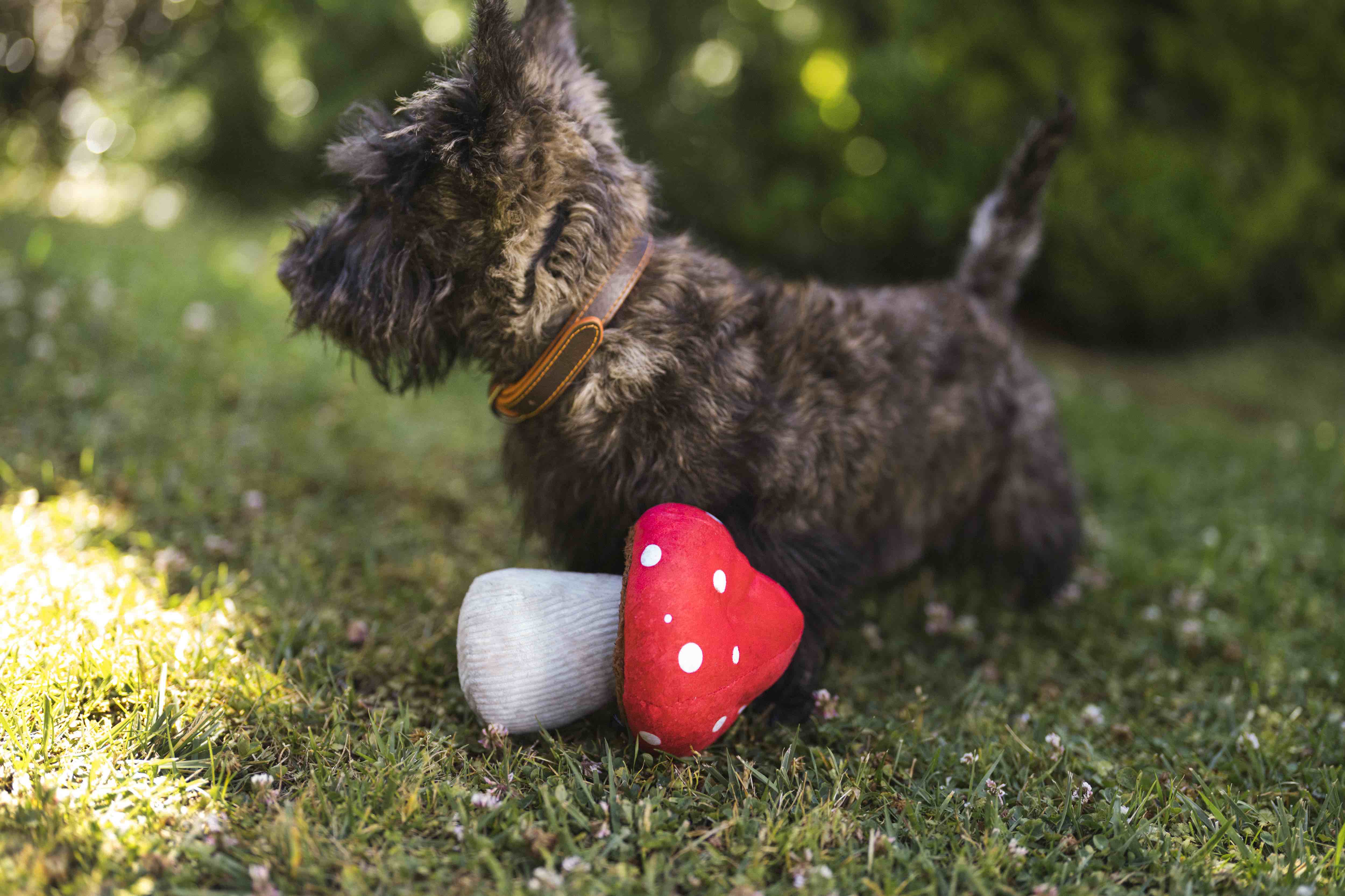 P.L.A.Y. Blooming Buddies Squeaky Plush Dog toys, Bundle