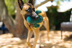 P.L.A.Y. Blooming Buddies Squeaky Plush Dog toys, Prickly Pup Cactus