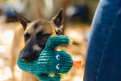 P.L.A.Y. Blooming Buddies Squeaky Plush Dog toys, Prickly Pup Cactus