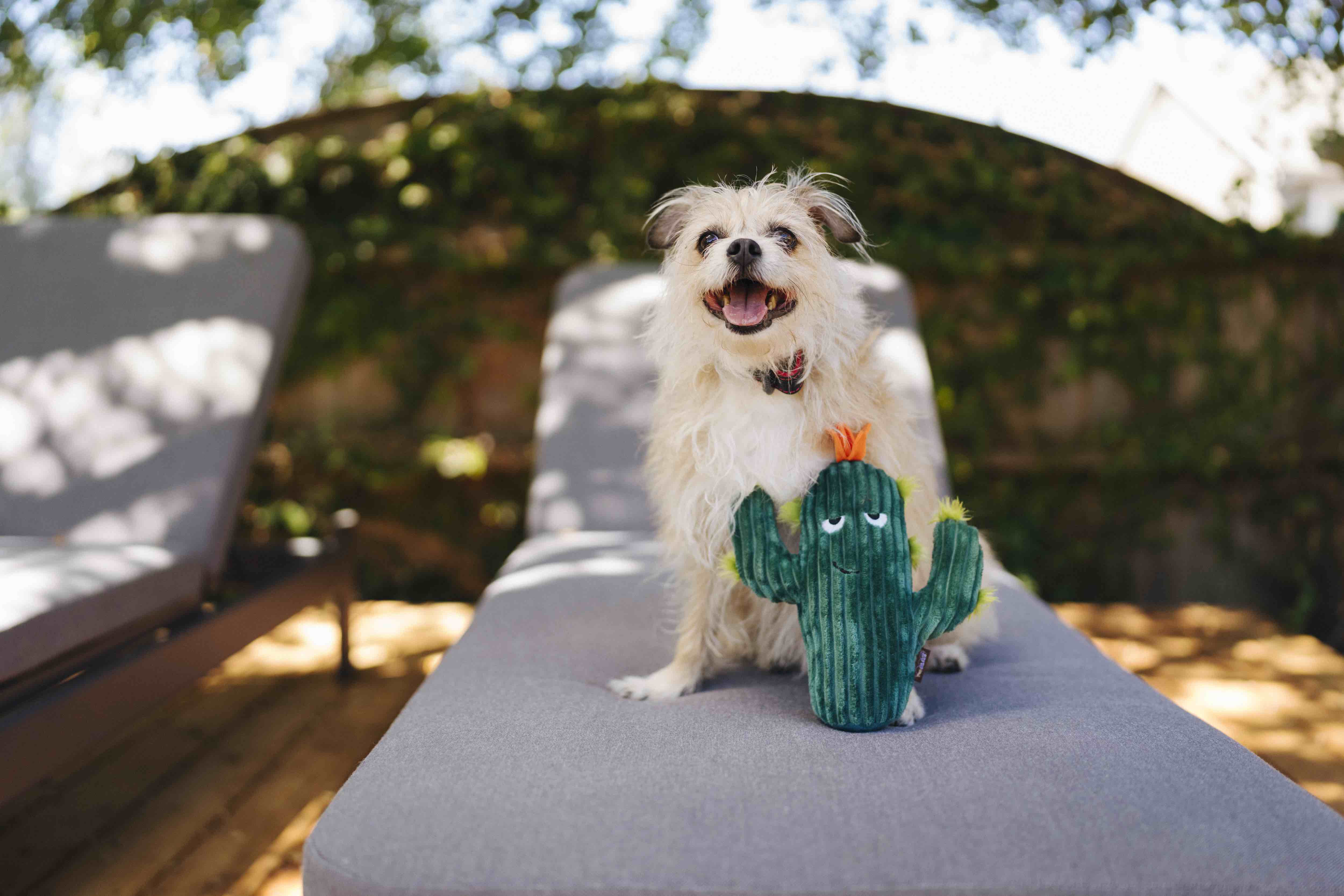 P.L.A.Y. Blooming Buddies Squeaky Plush Dog toys, Prickly Pup Cactus