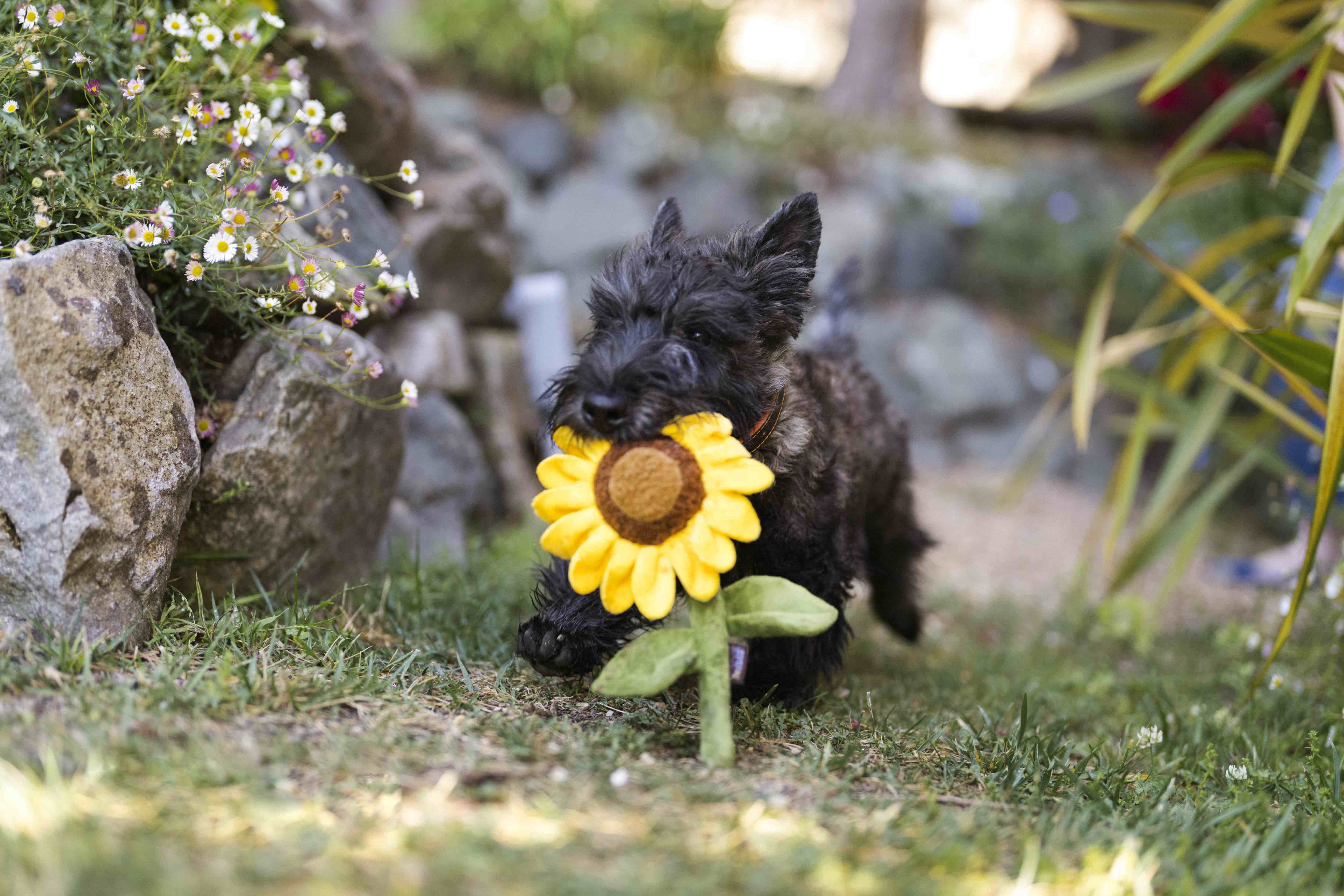 P.L.A.Y. Blooming Buddies Squeaky Plush Dog toys, Sassy Sunflower