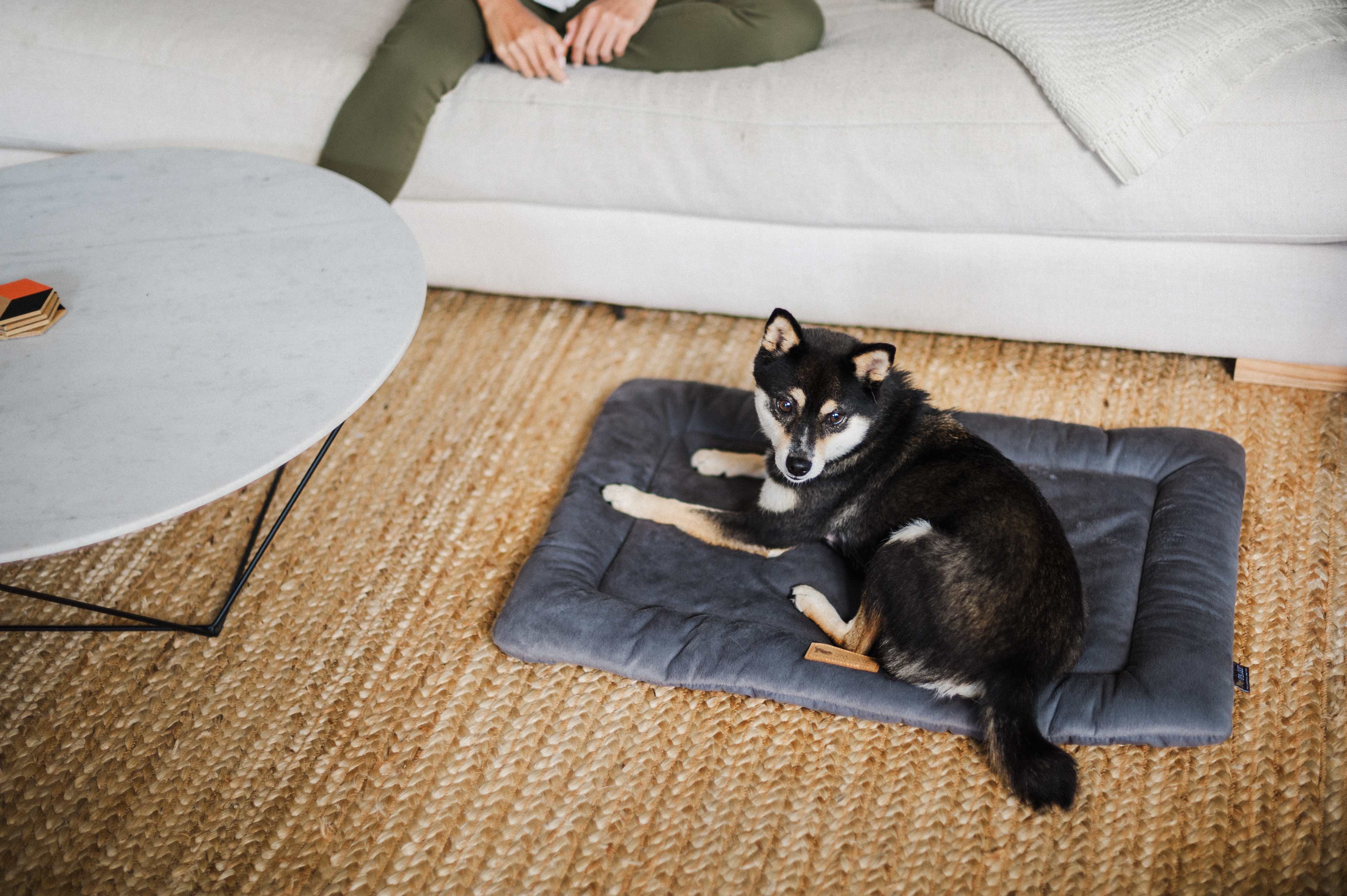 Chill Pad for Dogs and Cats: Anchor