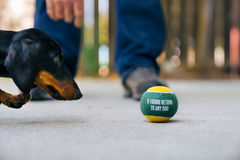 Fetch Bouncy Squeaky Dog toy, Tennis Balls