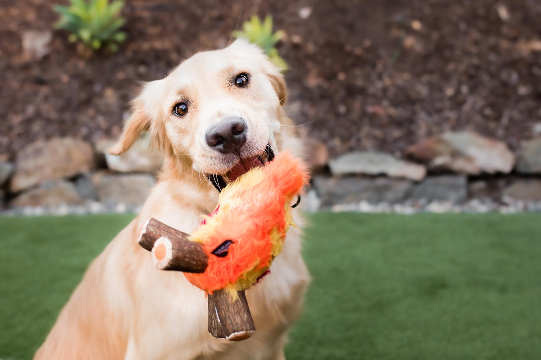 Camp Corbin Squeaky Plush Dog toys, Cozy Campfire