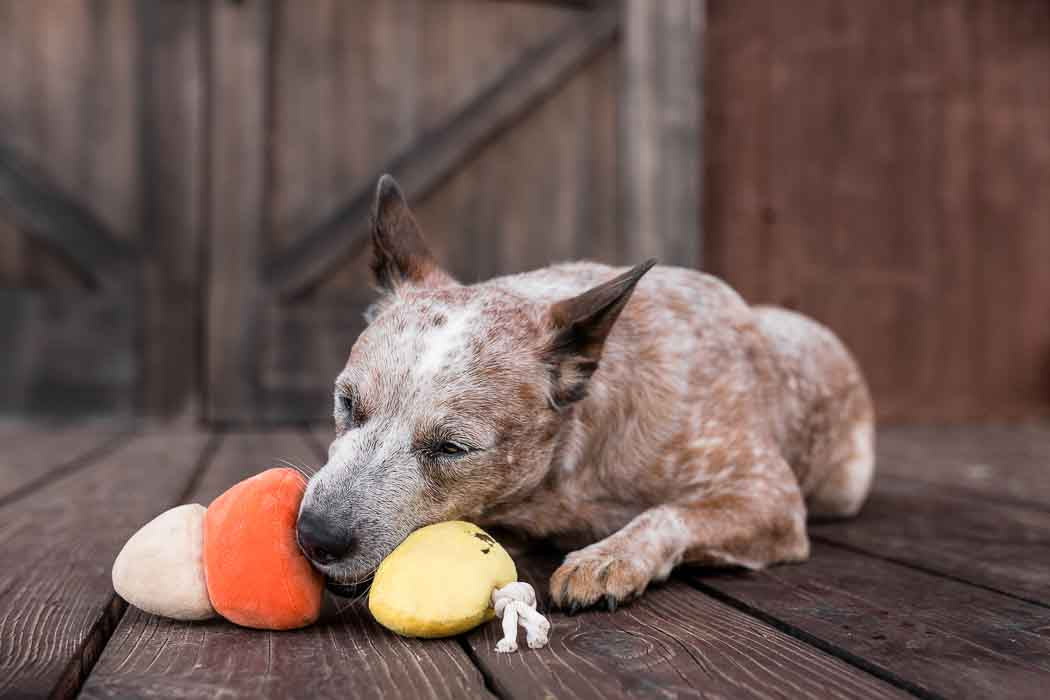 Howling Haunts Plush Dog toys