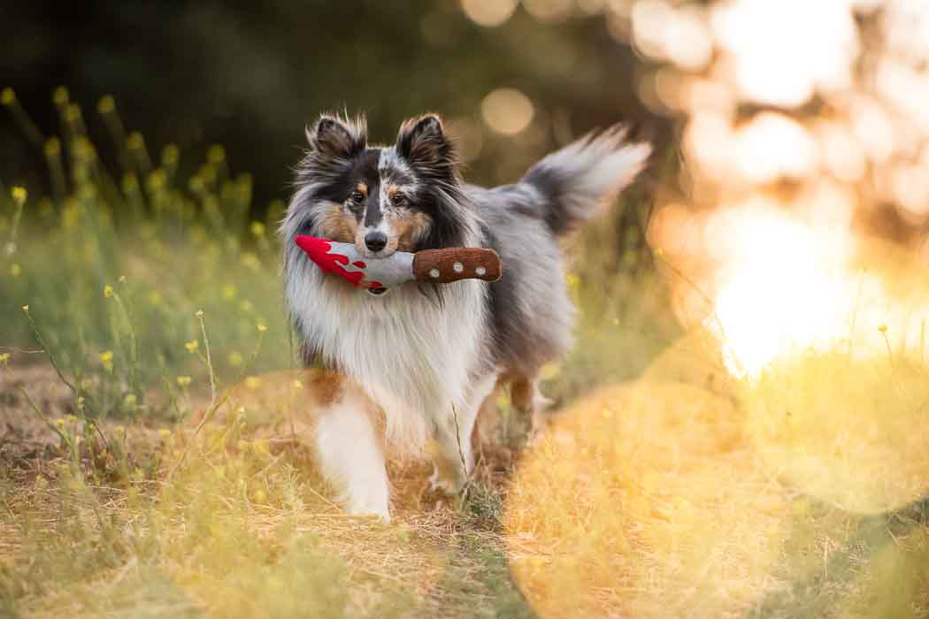 Howling Haunts Plush Dog toys