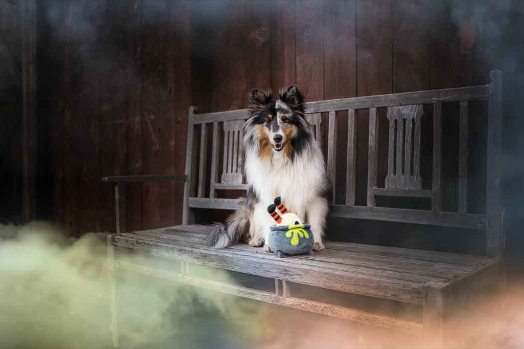 Howling Haunts Plush Dog toys