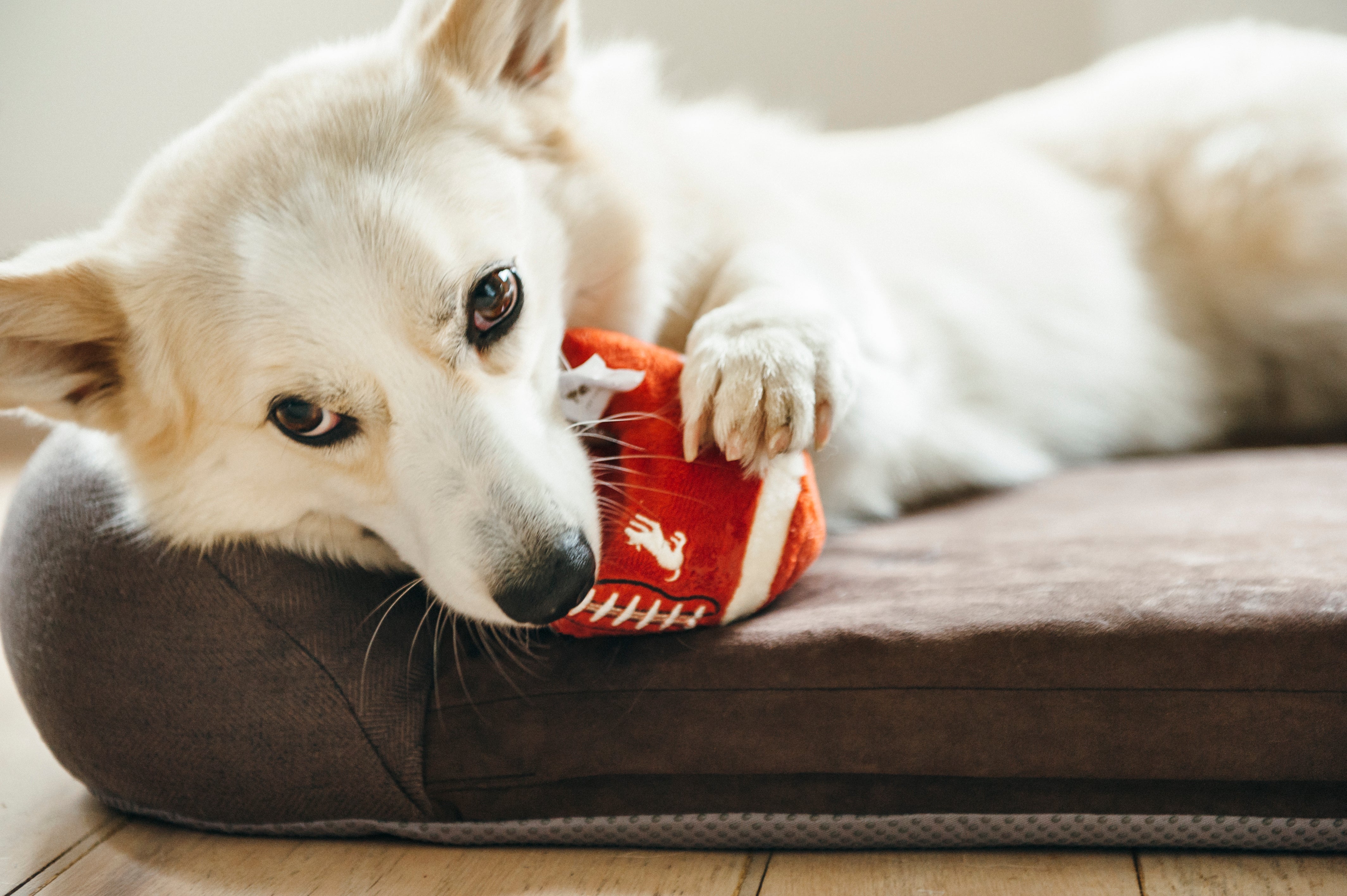 Back to School, Squeaky Plush Dog Toy