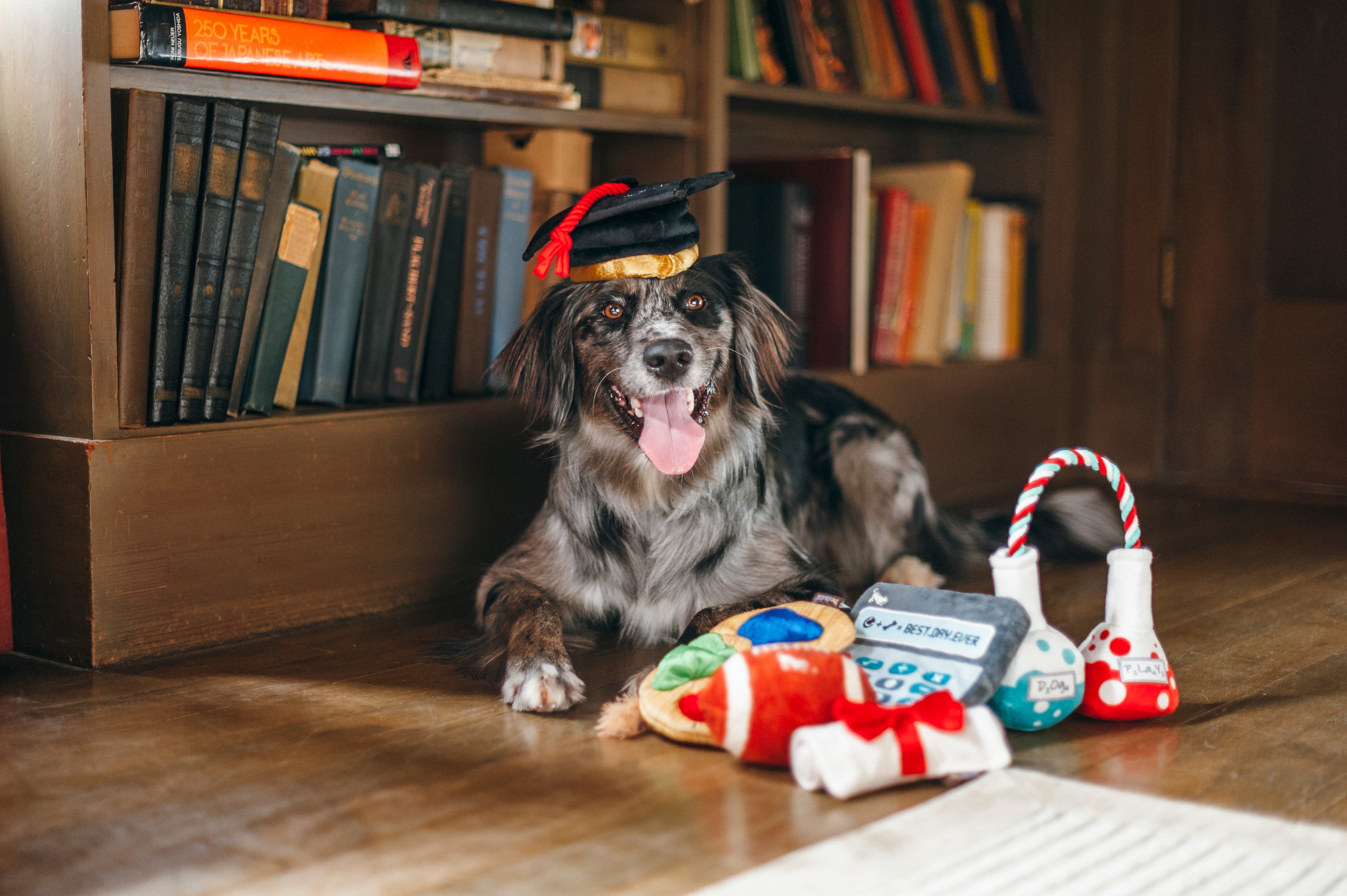 Back to School, Squeaky Plush Dog Toy