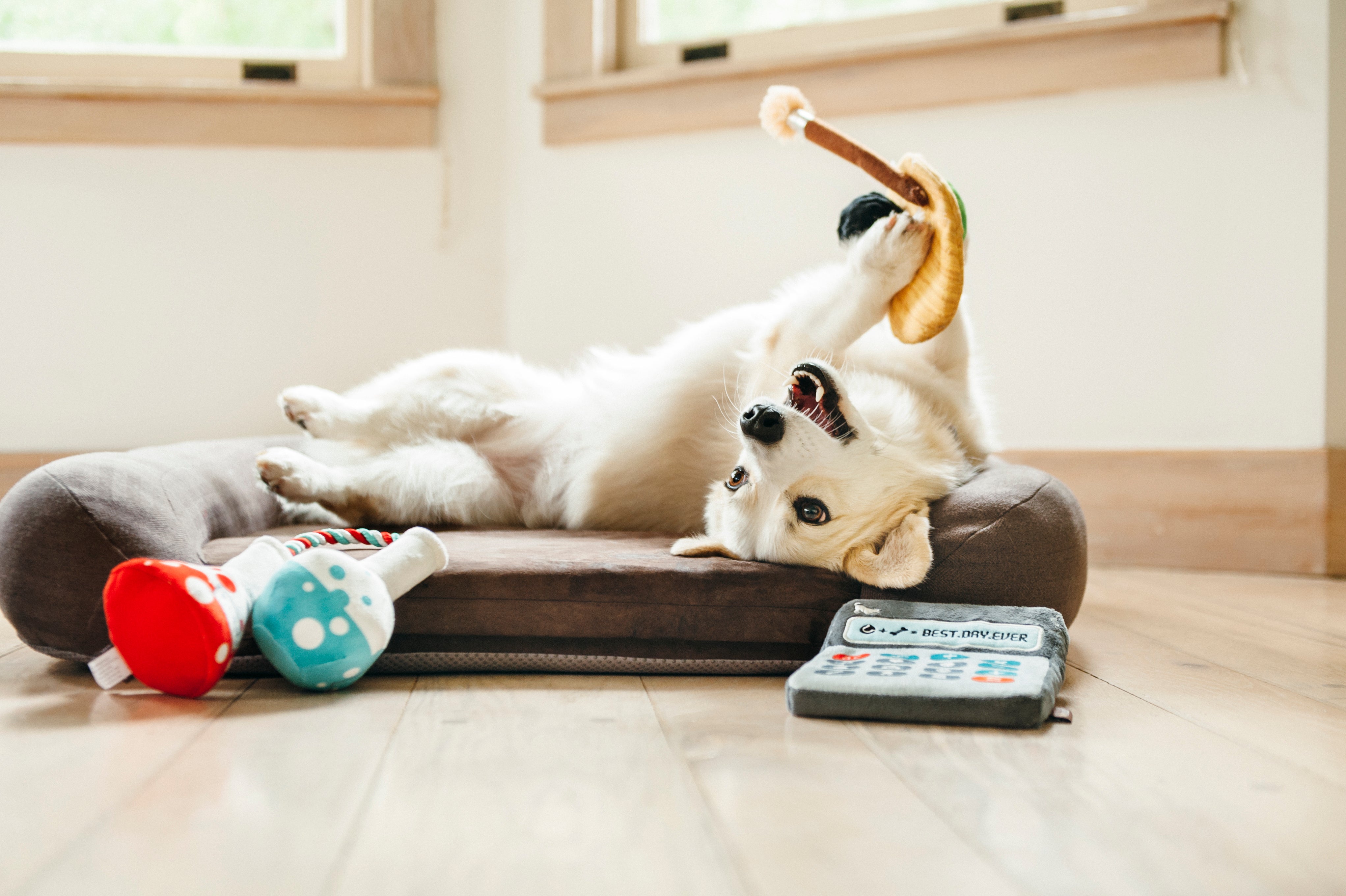 Back to School, Squeaky Plush Dog Toy