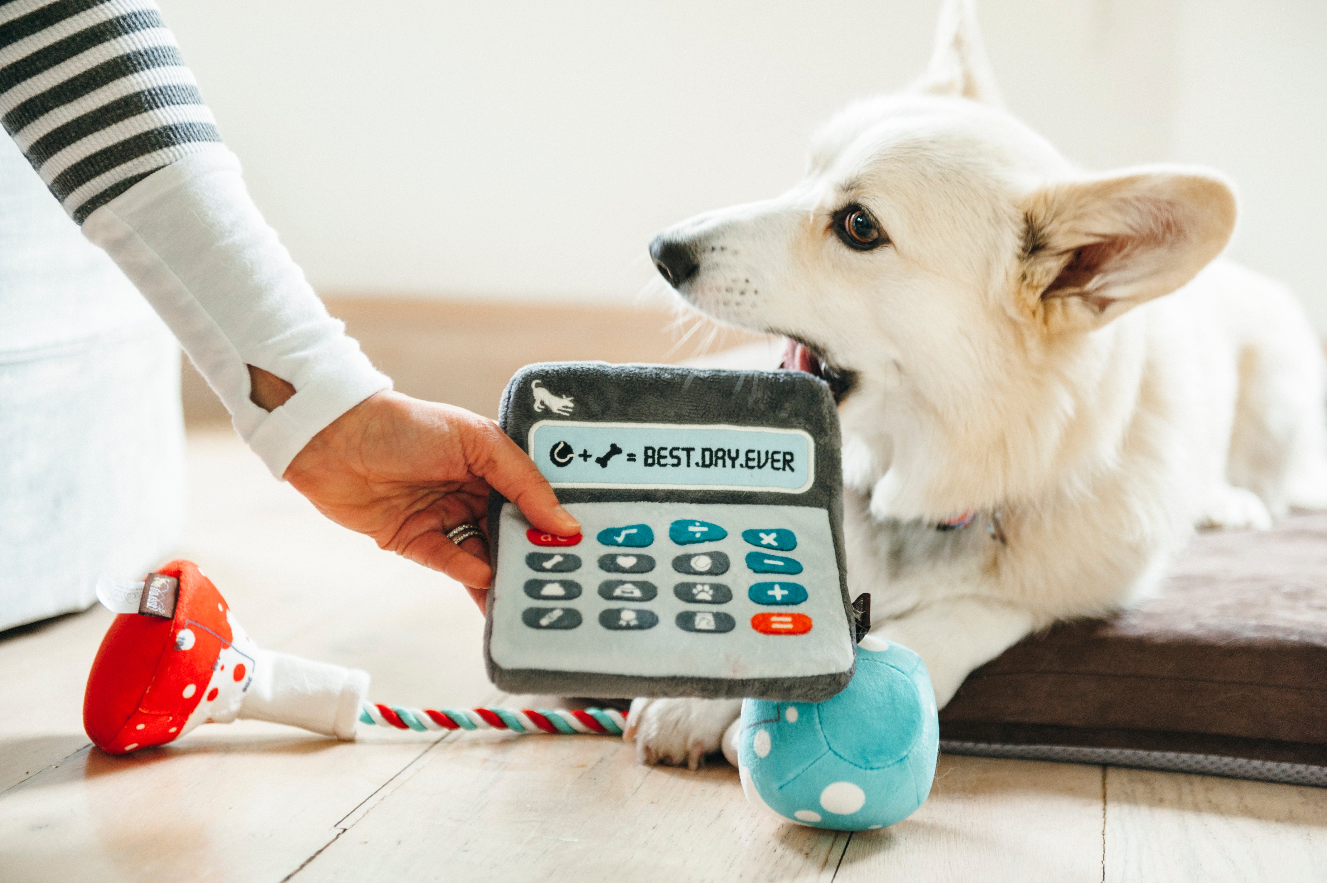 Back to School, Squeaky Plush Dog Toy