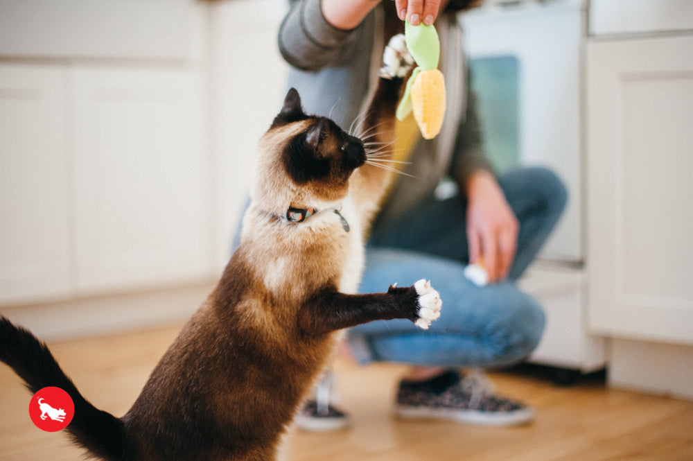 Feline Frenzy, Cat Toy set: Perfect Picnic