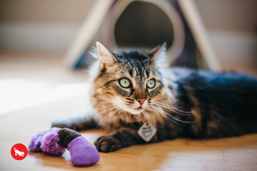 Feline Frenzy, Cat Toy set: Wiggly Wormies