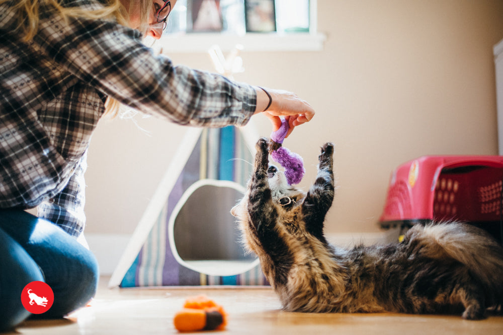 Feline Frenzy, Cat Toy set: Wiggly Wormies