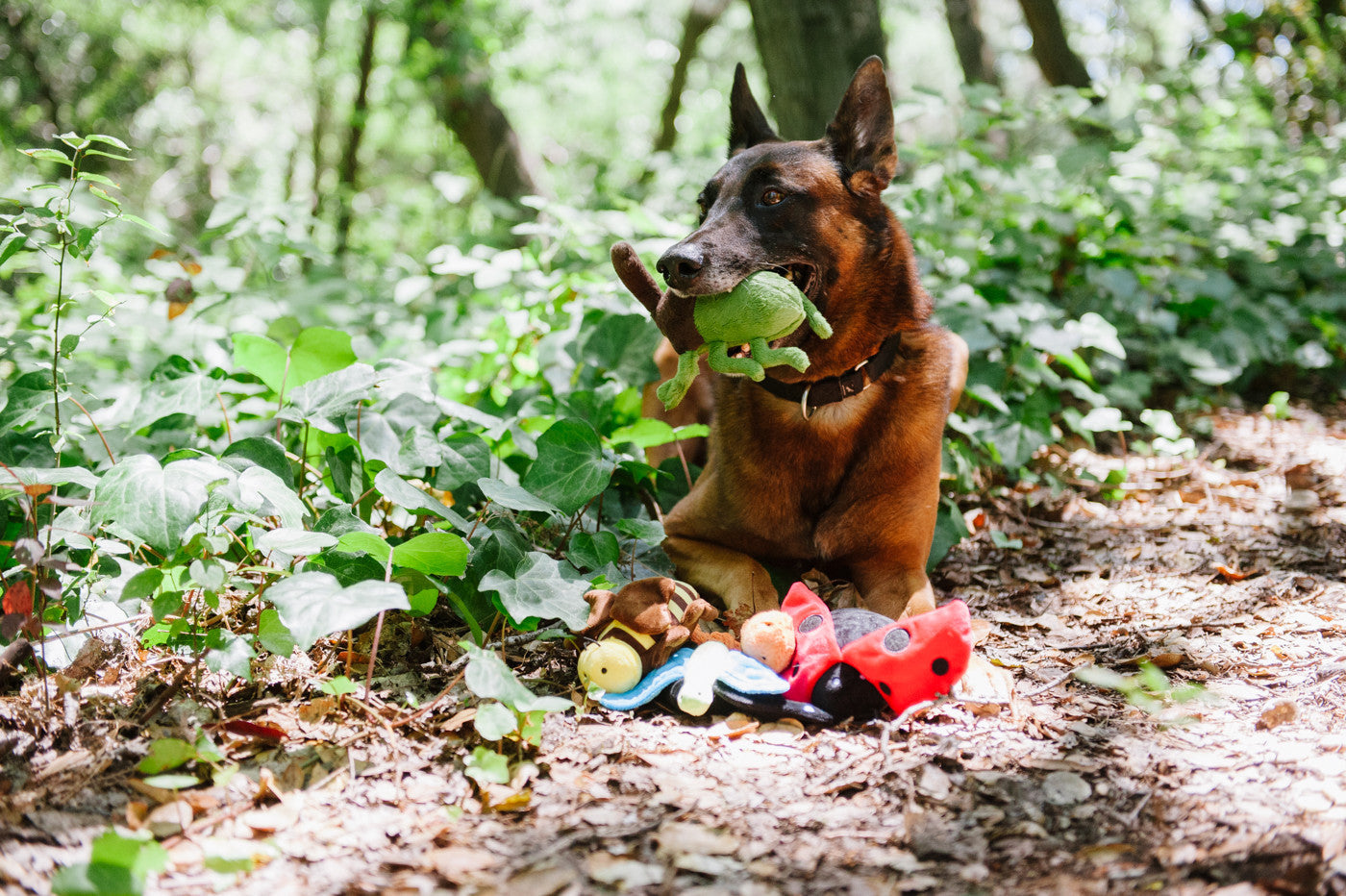 Bugging Out, Squeaky Plush Dog Toy