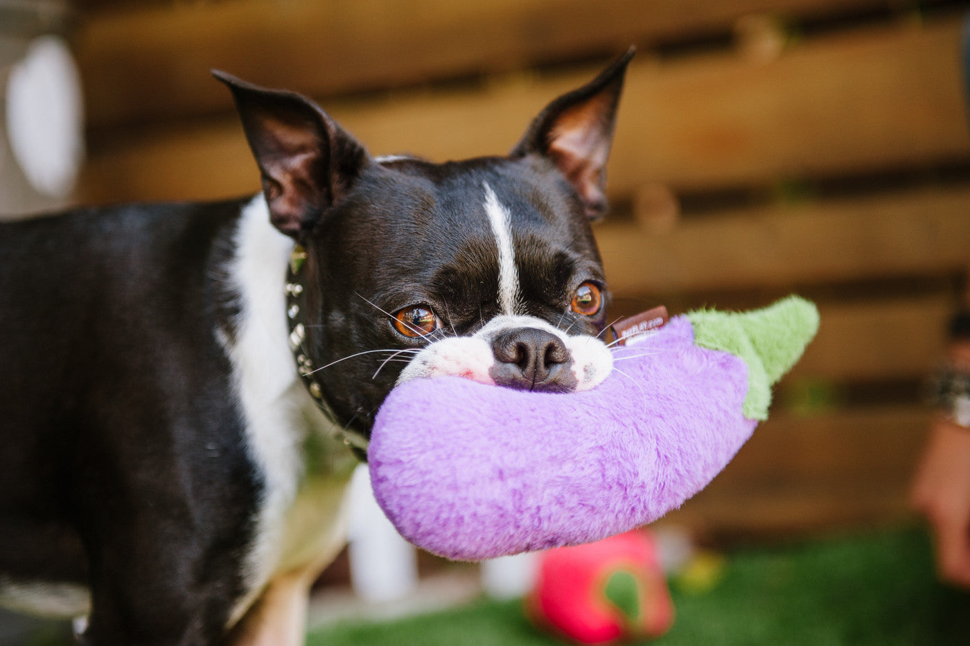 Farm Fresh, Squeaky Plush Dog Toy