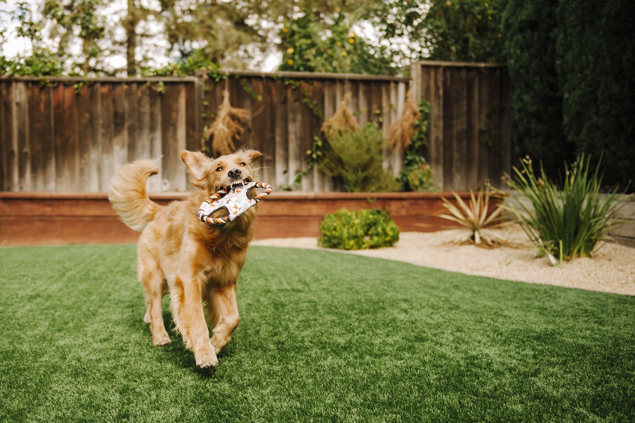 Flying Disc