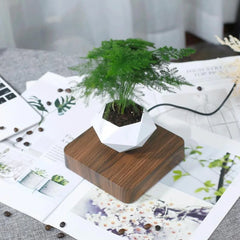 Levitating Air Bonsai Pot | Decoration Items |