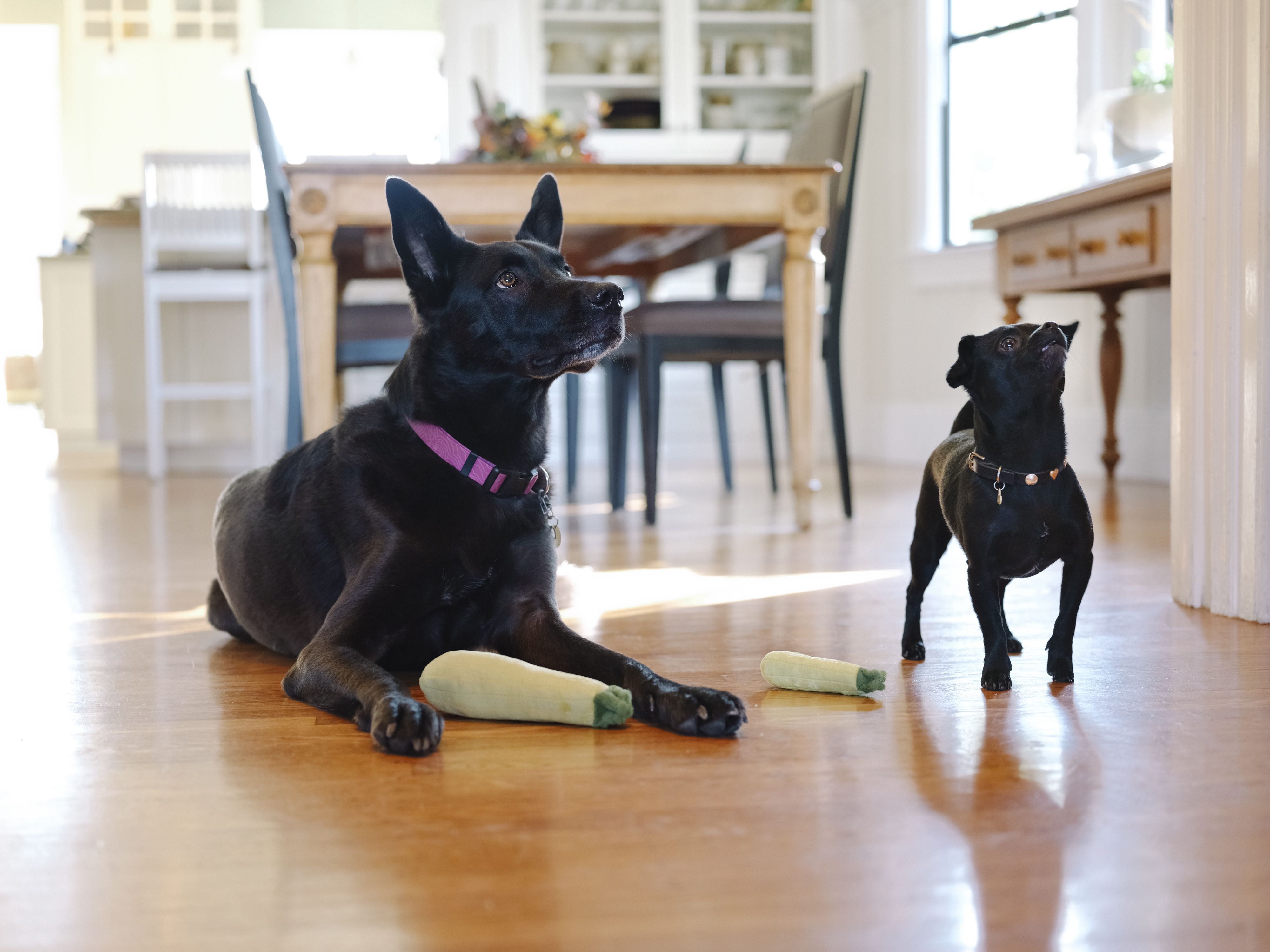 Garden Fresh Mini, Squeaky Plush Dog Toy