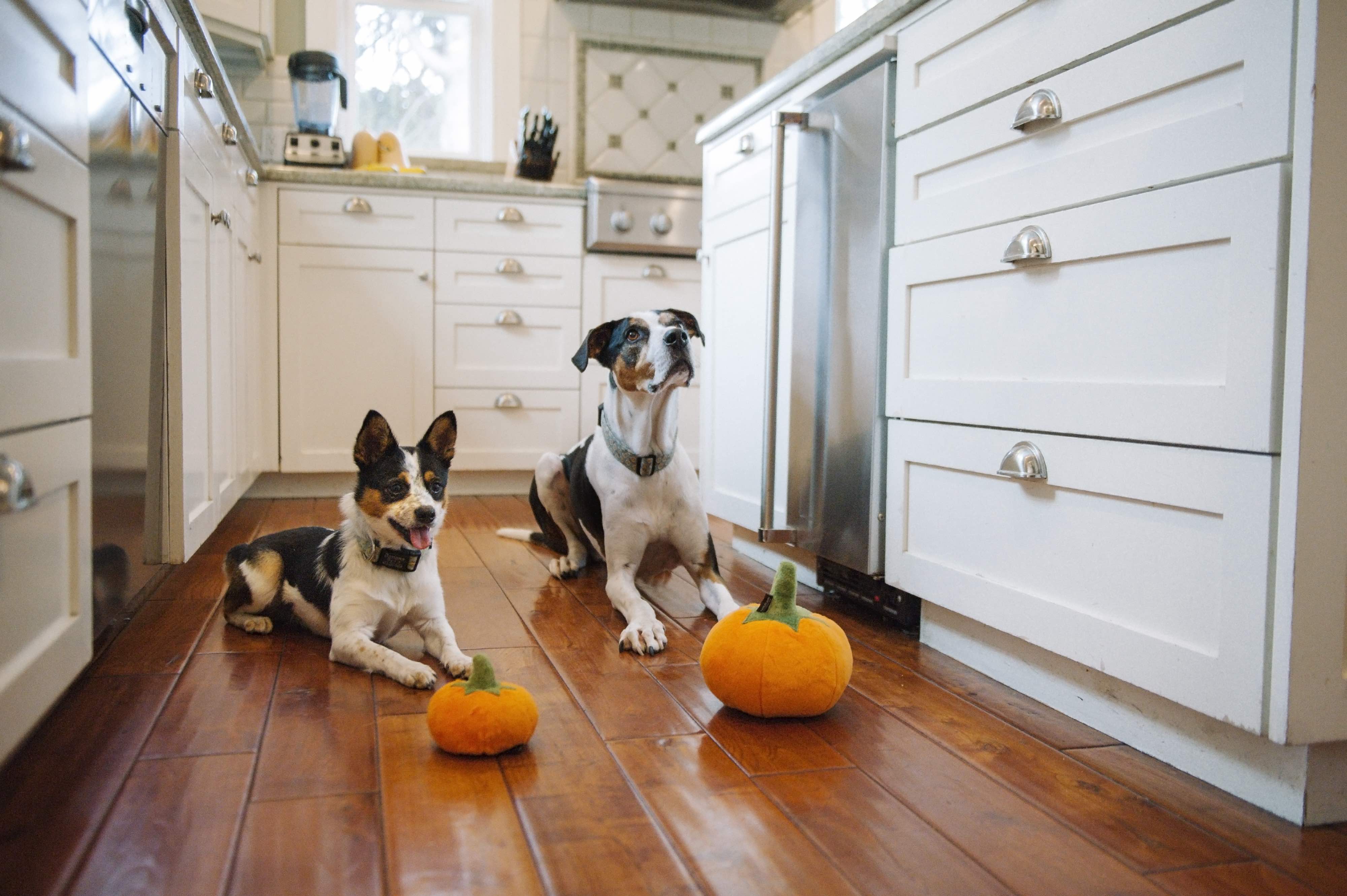 Garden Fresh Mini, Squeaky Plush Dog Toy