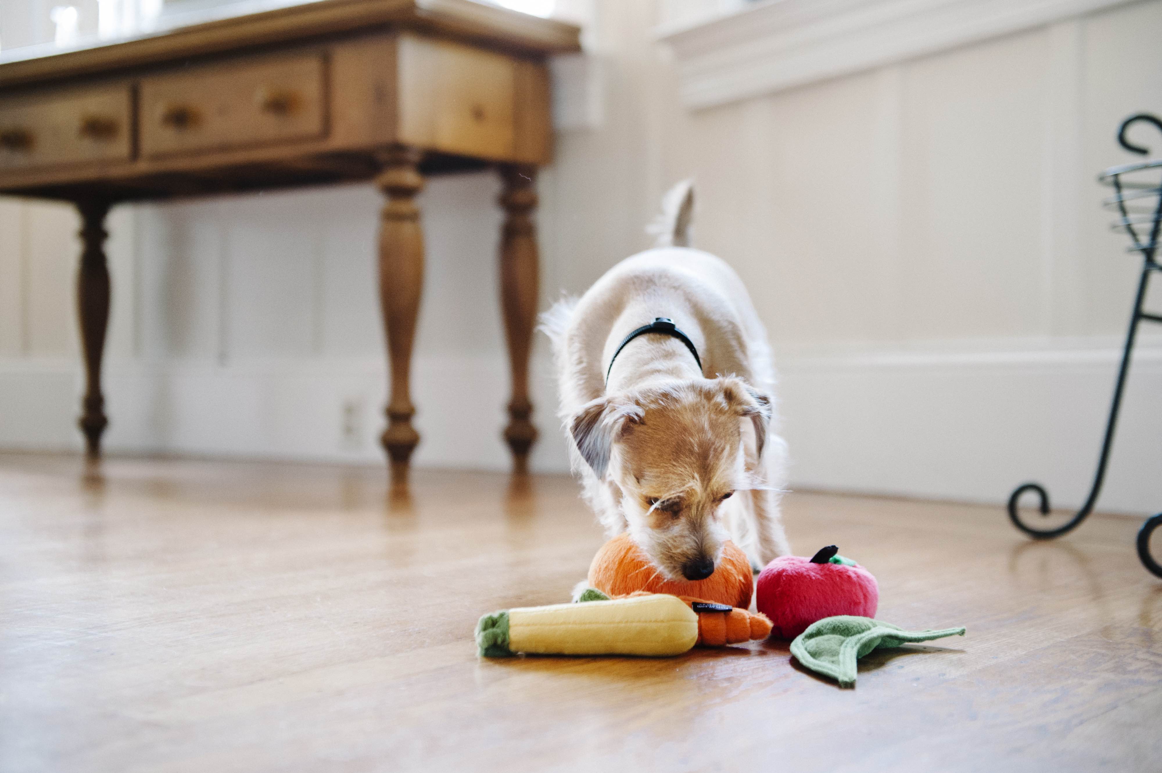 Garden Fresh Mini, Squeaky Plush Dog Toy